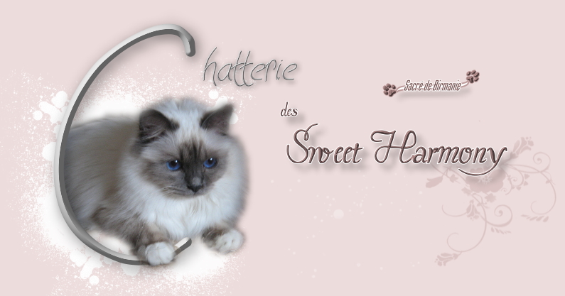 Chatterie des Sweet Harmony